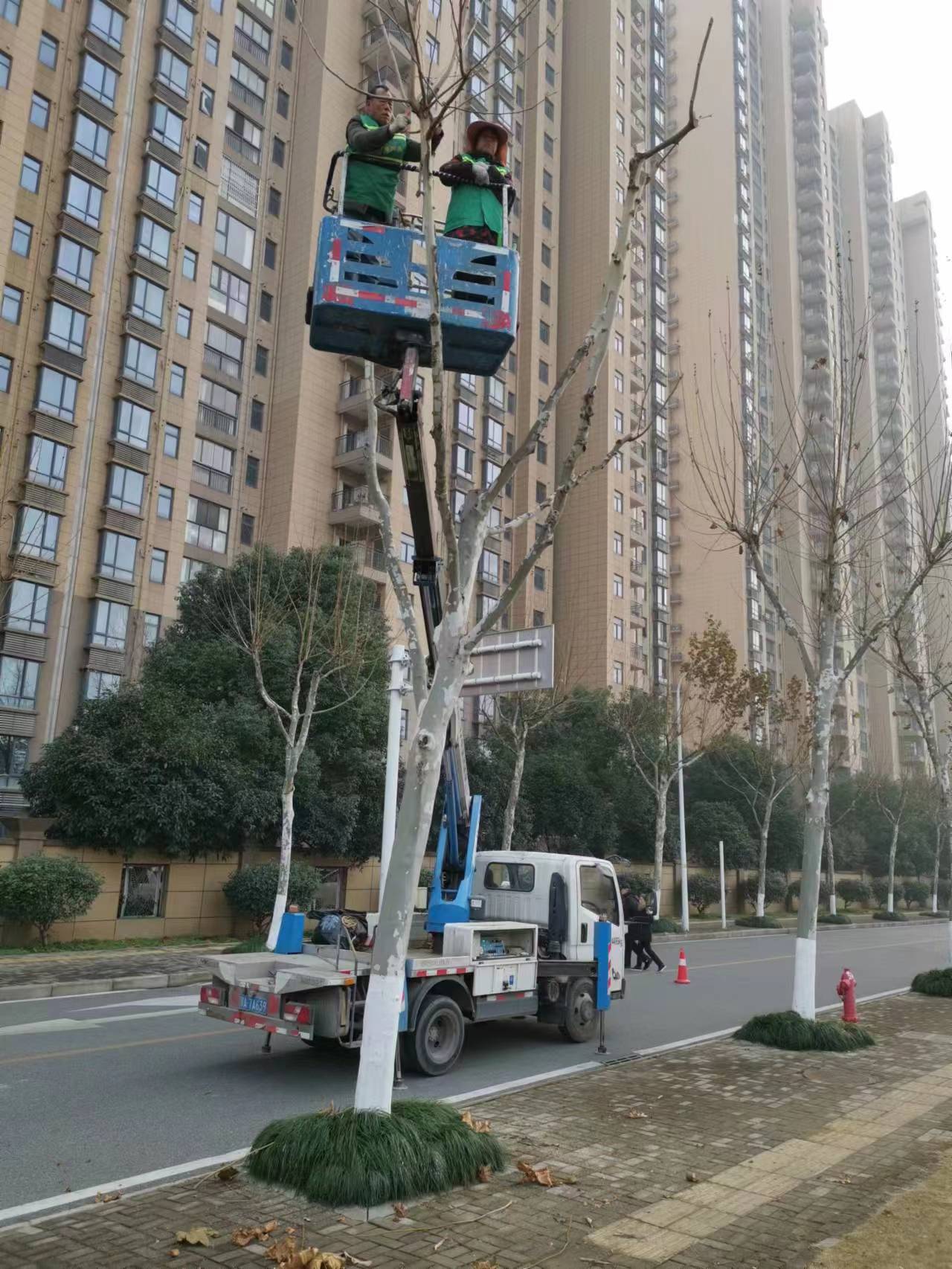 登高車(chē)修剪樹(shù)枝現(xiàn)場(chǎng)，用車(chē)安全